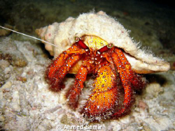 A crab, during night dive in Kuramathi House Reef, Rasdho... by Ahmed Samir 